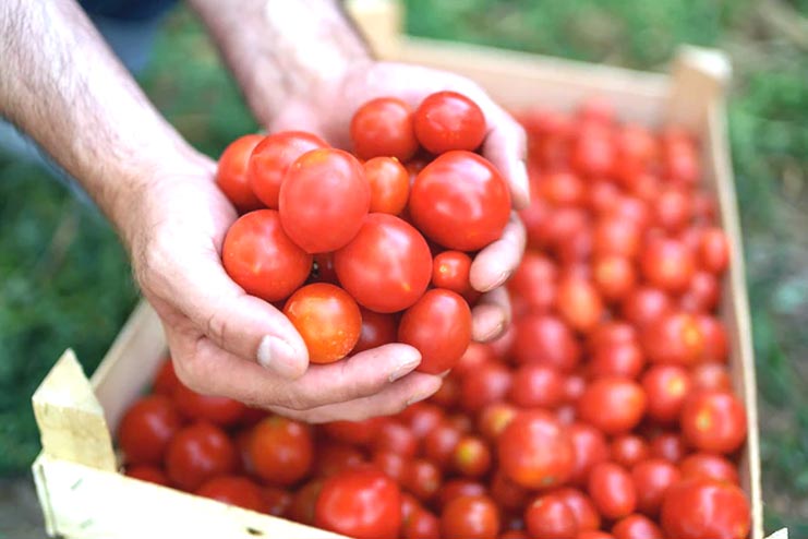 Tomatoes products