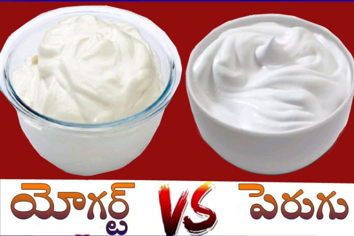 yogurt vs curd