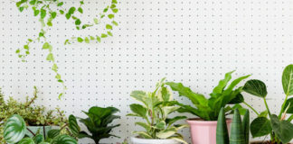 వాయు కాలుష్యానికి చెక్ పెట్టే 10 ఇంటి మొక్కలేంటో తెలుసా? Air Purifying Plants