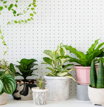 వాయు కాలుష్యానికి చెక్ పెట్టే 10 ఇంటి మొక్కలేంటో తెలుసా? Air Purifying Plants