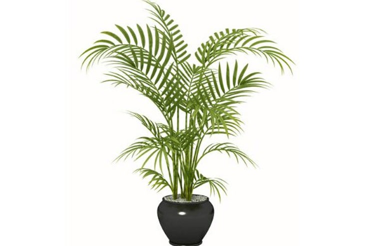 Areca palm