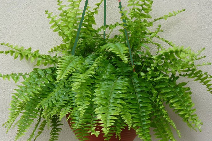 Boston fern