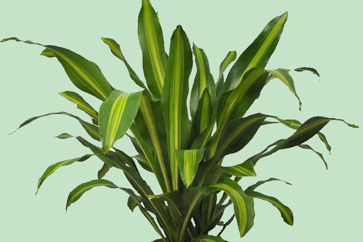 Dracaena