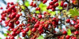 హృద్రోగ సమస్యలకు చెక్ పెట్టే ఈ ఔషధ మొక్క గురించి తెలుసా? Hawthorn Health Benefits
