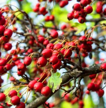 హృద్రోగ సమస్యలకు చెక్ పెట్టే ఈ ఔషధ మొక్క గురించి తెలుసా? Hawthorn Health Benefits