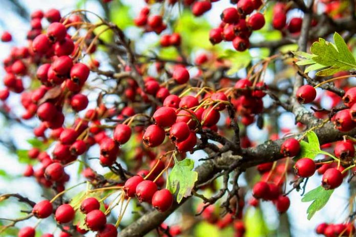 Hawthorn Health Benefits