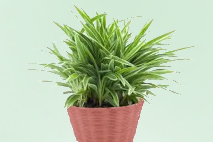 Spider plant