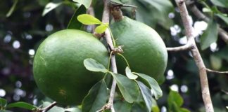 మారేడు చెట్టు 12 అద్భుత, ఆశ్చర్యకర ఆరోగ్య ప్రయోజనాలు!! - 12 Incredible And Surprising Benefits of Wood Apple (Bael)!! in Telugu Bael Fruit Health benefits