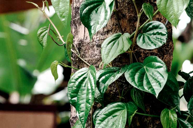 Betel Leaf Health Benefits