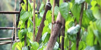 లీవర్ ను డీటాక్సిఫై చేసే ఈ ఆకుల్లో.. మరెన్నో ఆరోగ్య ప్రయోజనాలు - Leaves: More than Just a Liver Detoxifier - A Look at Their Many Health Benefits in Telugu Betel leaf benefits