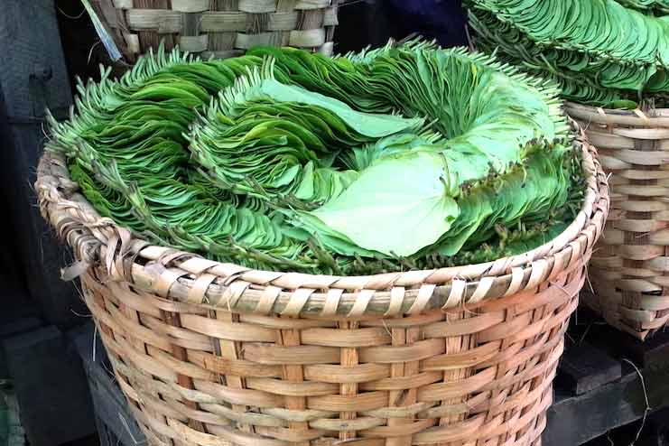 Betel leaf uses