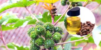 ఆముదం నూనెతో 10 అరోగ్య ప్రయోజనాలు - TOP 10 Health benefits of castor oil in Telugu Health benefits of castor oil