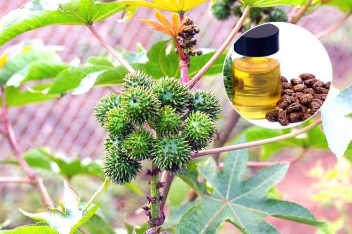 Health benefits of castor oil