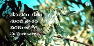 ఆరోగ్య ప్రధాయిని వేప చెట్టు: ఎన్ని అరోగ్య ప్రయోజనాలో తెలుసా.? - The Miracle Tree: Exploring the Numerous Health benefits of Neem in Telugu Neem Tree Health Benefits