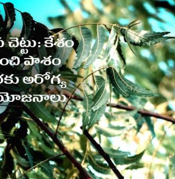 ఆరోగ్య ప్రధాయిని వేప చెట్టు: ఎన్ని అరోగ్య ప్రయోజనాలో తెలుసా.? Neem Tree Health Benefits