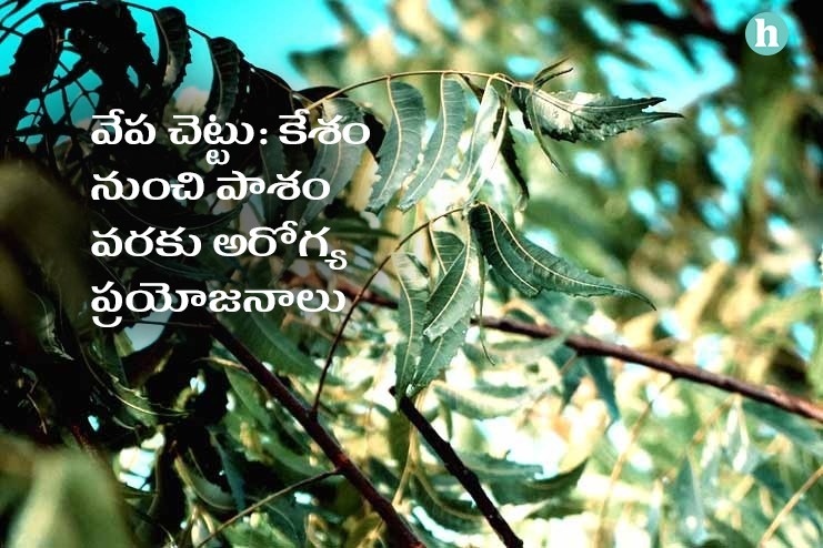 ఆరోగ్య ప్రధాయిని వేప చెట్టు: ఎన్ని అరోగ్య ప్రయోజనాలో తెలుసా.? - <span class='sndtitle'></img>The Miracle Tree: Exploring the Numerous Health benefits of Neem in Telugu </span>