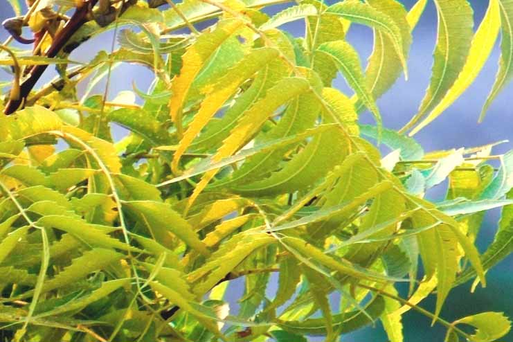 Neem for Digestive Health