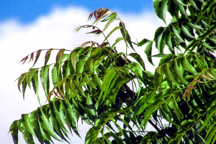 Neem tree leaves