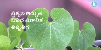 ప్రకృతి ఇమ్యూనిటీ బూస్టర్ ‘తిప్పతీగ’: అద్భుత అరోగ్య ప్రయోజనాలు - Unlocking the Potential Health Benefits of Giloy: Nature's Miracle Herb in Telugu Benefits of Giloy