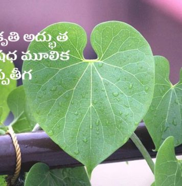 ప్రకృతి ఇమ్యూనిటీ బూస్టర్ ‘తిప్పతీగ’: అద్భుత అరోగ్య ప్రయోజనాలు Benefits of Giloy