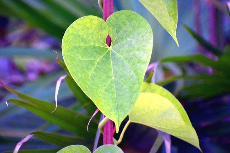 Giloy as Tinospora Cordifolia