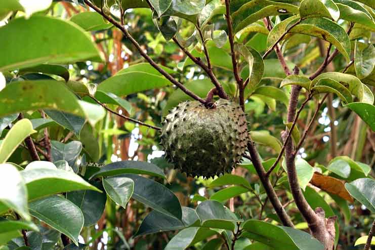 Soursop cancer treatment