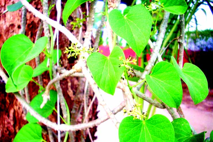 Thippa thiga consumed in many forms