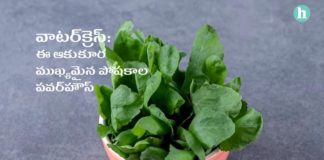 వాటర్క్రెస్: పోషకాలు, అరోగ్య ప్రయోజనాలు అధికం.. కేలరీలు అత్యల్పం.. - Discover the Nutritional Benefits of Watercress: The Superfood You Need in Your Diet in Telugu Watercress Health Benefits