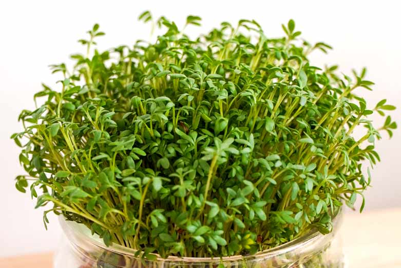 Watercress uses