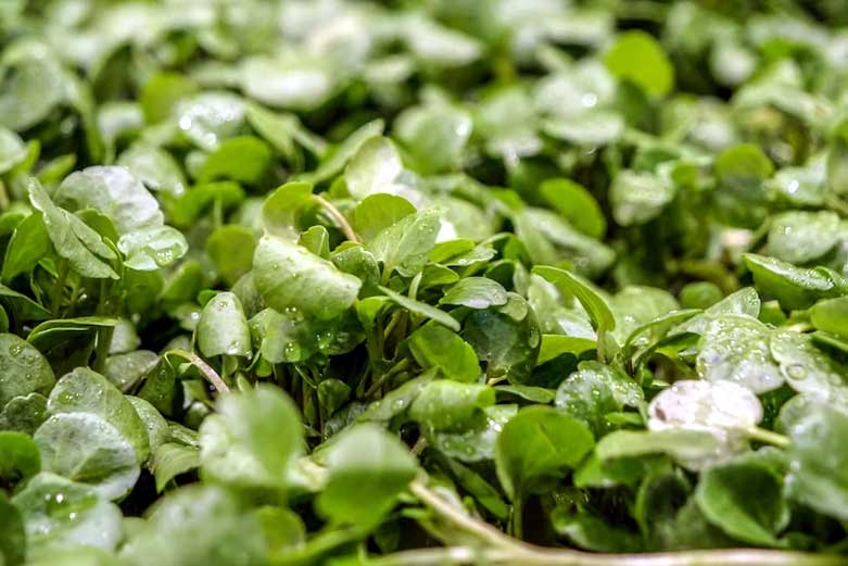 Watercress benefits