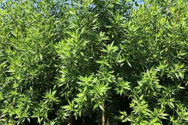 Ban on Conocarpus