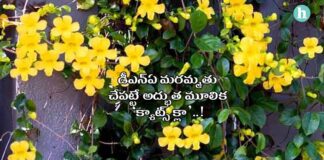 క్యాట్స్ క్లా: కార్టిలేజ్ ఉత్పత్తి, డీఎన్ఏ మరమ్మత్తు, క్యాన్సర్, నోప్పులు, వాపుల హరణ - The Healing Power of Cat's Claw: Exploring Its Role in Traditional Medicine in Telugu Cats Claw healing power