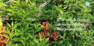 ఔషధ గుణాలున్నా.. శ్వాసకోస వ్యాధులను కలిగించే మొక్క.! - Pros and Cons of Using Conocarpus Plant: A Comprehensive Review in Telugu Conocarpus Plant Review