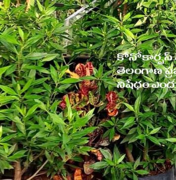 ఔషధ గుణాలున్నా.. శ్వాసకోస వ్యాధులను కలిగించే మొక్క.! Conocarpus Plant Review