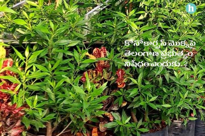 Conocarpus Plant Review