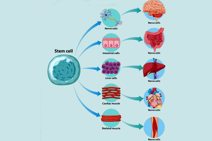 Fasting cellular repair