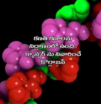 క్యాన్సర్ కణాలను సెకండరీ స్టేజికి చేరకుండా చేసే కొల్లాజన్: అధ్యయనం Role of Collagen