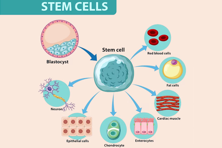 Stem cells