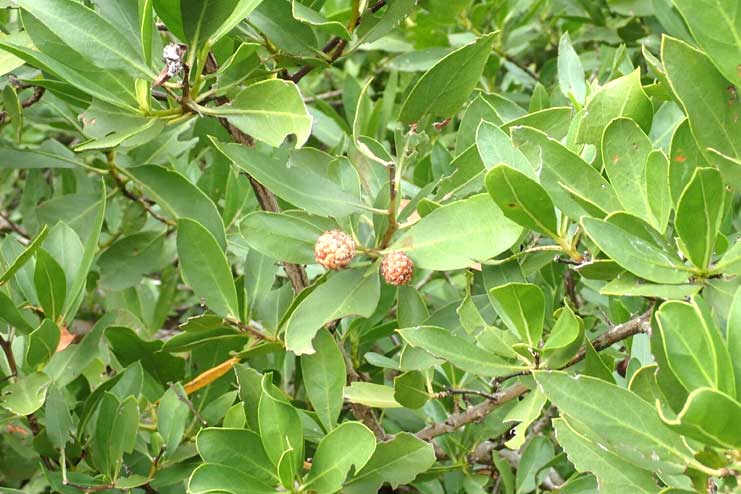 Uses of Conocarpus plant