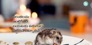 విషరహిత పదార్థాలతో ఎలుకలను బయటకు పంపే మార్గాలివే! - Evicting Mice from Your Kitchen Using Non-Toxic Trick in Telugu Mice from kitchen using non toxic trick