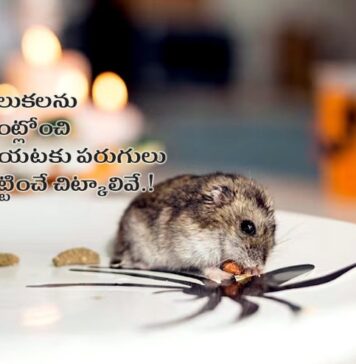 విషరహిత పదార్థాలతో ఎలుకలను బయటకు పంపే మార్గాలివే! Mice from kitchen using non toxic trick