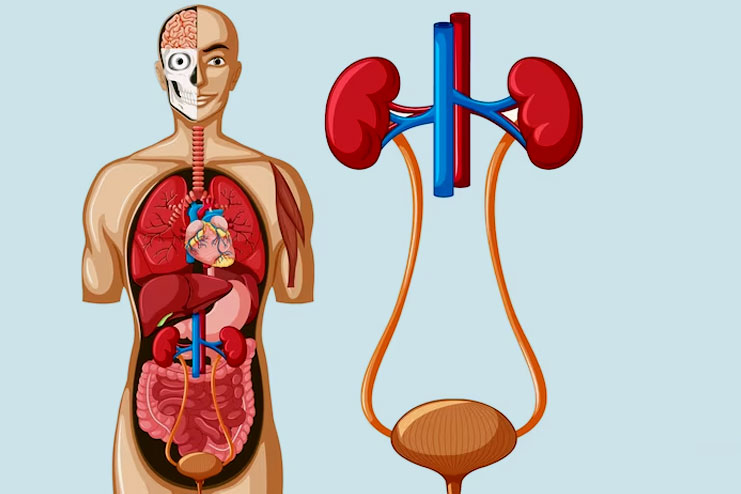 How long can you live with kidney failure