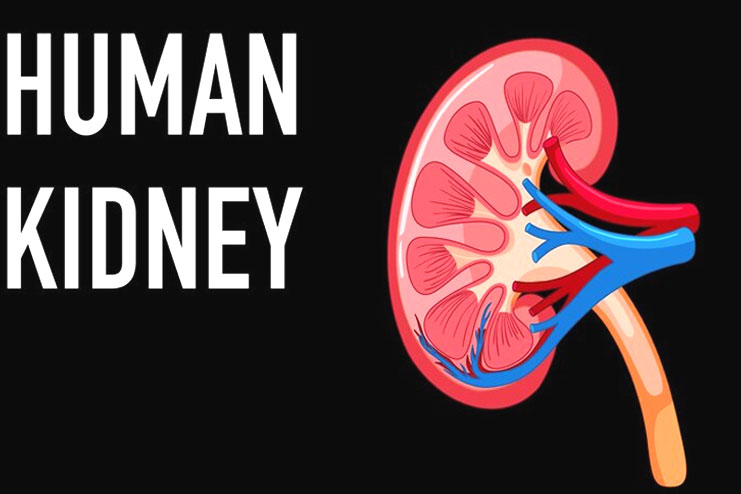 Most common causes of kidney failure