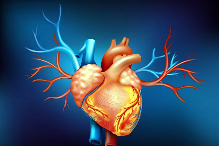 Cardiovascular System Imbalance