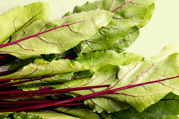 Swiss chard