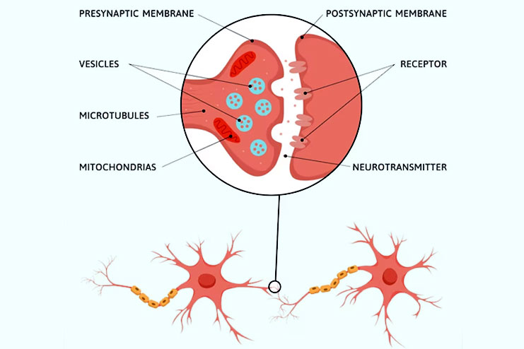 What is Function of Serotonin