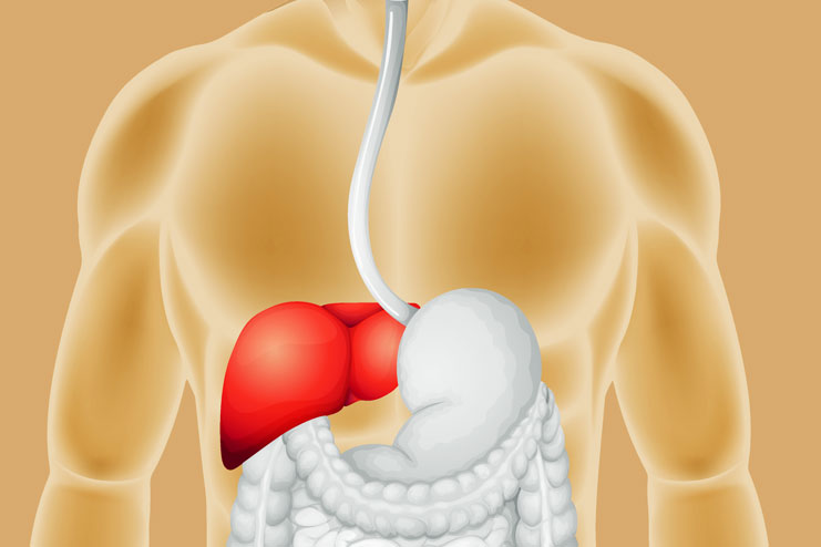 Acetaminophen-Tramadol and liver function