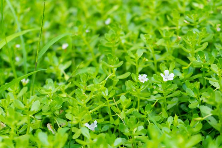 Bacopa monnieri