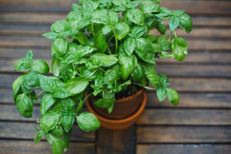 Basil