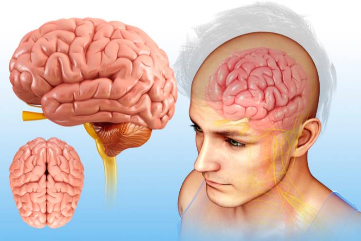 Brain Structure and Function